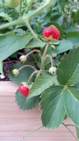 Strawberries